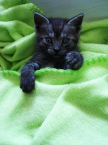 Foto: arhiv Mucek