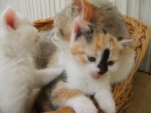 Foto: morgueFile