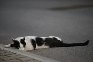 Foto: arhiv Mucek