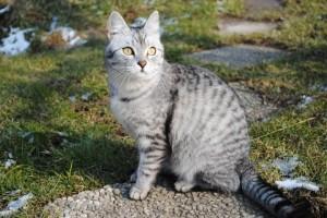 Foto: arhiv Mucek
