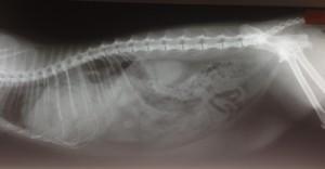 Foto: arhiv Klinike Loka