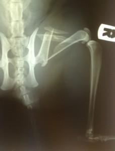Foto: arhiv Klinike Loka