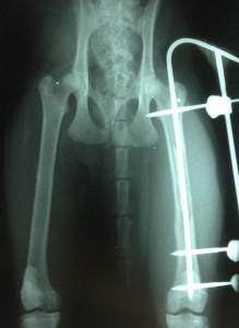 Foto: arhiv Klinike Loka