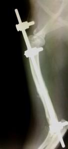 Foto: arhiv Klinike Loka