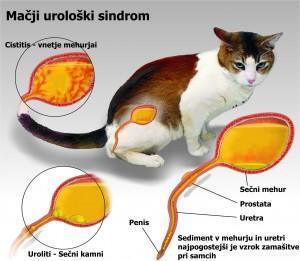 Foto: arhiv Veterinarska bolnica Brežice