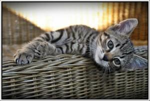 Foto: arhiv Mucek