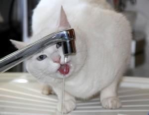 Foto: Rosana Turk Voda-je-pomembna-za-vaso-macko