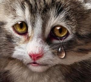 veterinar-spregledal-fiv-pri-macki
