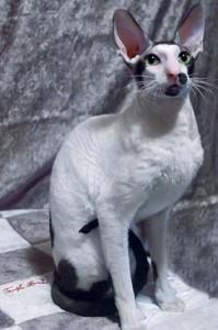 Foto: mačkarna Rextasy kornis-reks-1