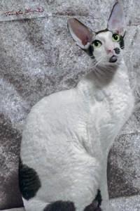 Foto: mačkarna Rextasy kornis-reks-2