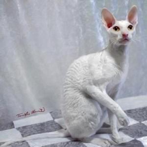 Foto: mačkarna Rextasy kornis-reks-3