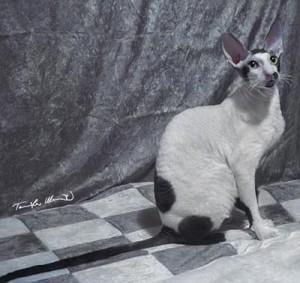 Foto: mačkarna Rextasy kornis-reks-4