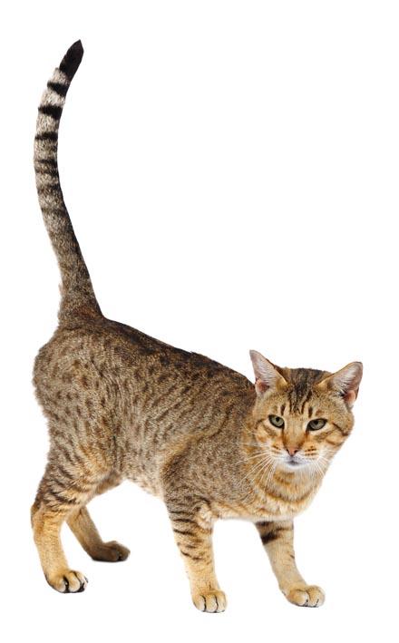 Foto: 123RF Ocicat