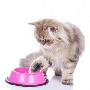 Persian cat at food bowl