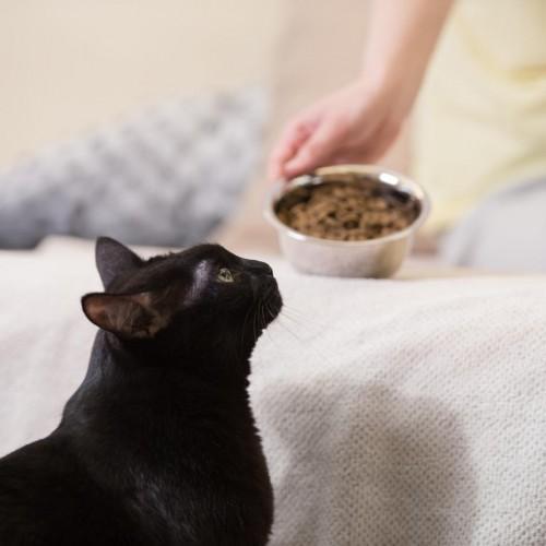 Unrecognizable woman feeding her black cat at home