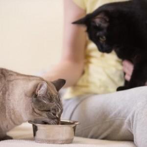 Unrecognizable woman feeding her two cats at home