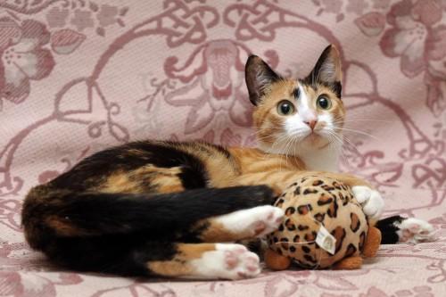 Foto: 123rf domaca-macka-2