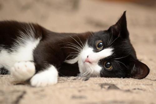 Foto: 123RF domaca-macka-3