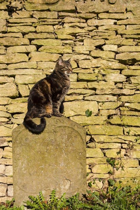 Foto: 123RF Cat sat on a Tombstone