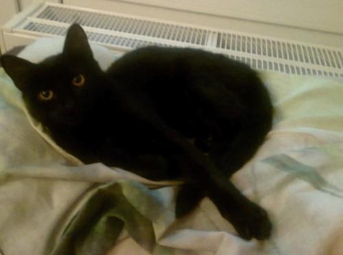 Feliks