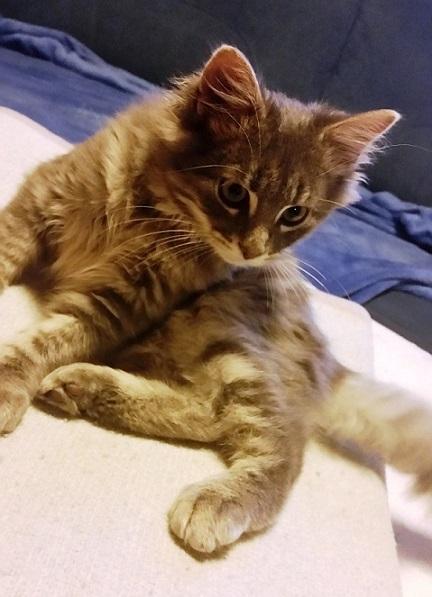 oliver-in-piko