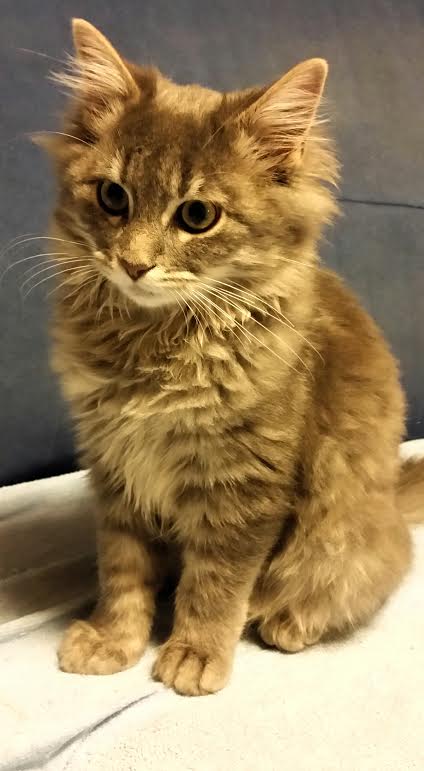 oliver-topla-zima