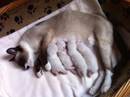 Naše tretje leglo, leta 2013: Annie Lennox, Adele, Amy Winehouse, Aretha Frenklin (Foto: Robert Šušnjar, Hrvaška) snowshoe-3