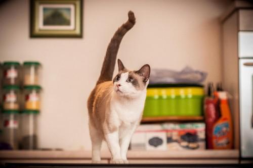 Adriasnow Cleopatra (njen kožuh je seal point blue, po očetu Aldu). Cleopatra je naša najuspešnejša razstavna mačka, s preko 12 BIS Best in Show naslovi v zadnjih dveh letih. (Foto: Hrvoje Pažin, Hrvaška) snowshoe-5