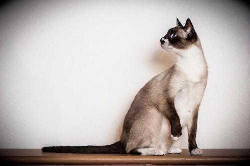 Alpinestars White Sox Dakota, naša prva snowshoe mačka iz Nemčije, mama vseh štirih naših dosedanjih legel. (Foto: Hrvoje Pažin, Hrvaška) snowshoe-6