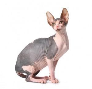 Foto: 123RF sfinga