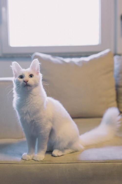 Foto: David Lotrič turska-angora-1