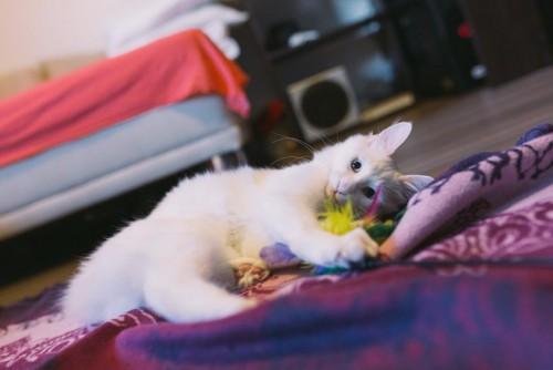 Foto: David Lotrič turska-angora-2