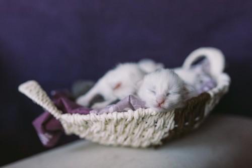 Foto: David Lotrič turska-angora-4