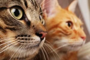 Two cats closeup