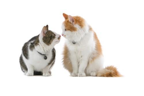 Foto: Shutterstock kako predstaviti novo macko
