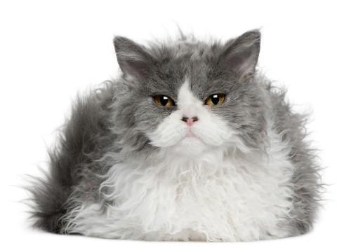selkirk-rex